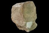 Fossil Plesiosaur (Thililua?) Vertebra - Asfla, Morocco #166009-1